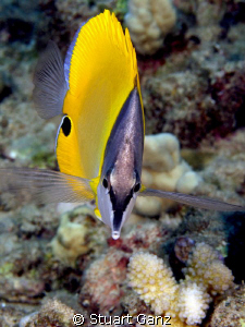 Lauwiliwilinukunukuoioi -  Hawaiian for Long Nose Butterf... by Stuart Ganz 